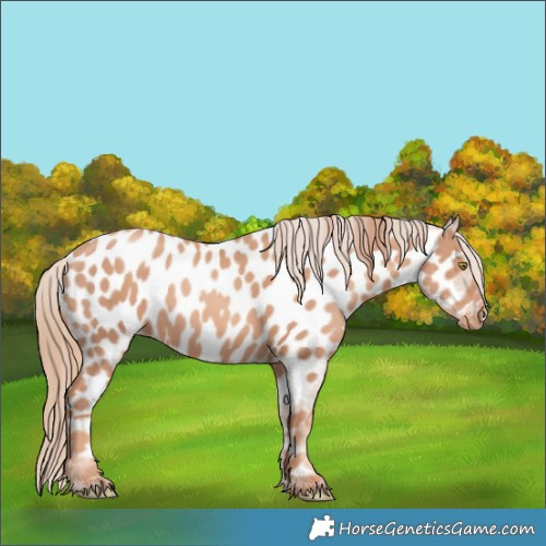 Horse Color:Gold Champagne Appaloosa 