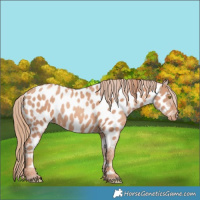 Horse Color:Gold Champagne Appaloosa 