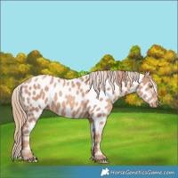 Horse Color:Gold Champagne Near Leopard 