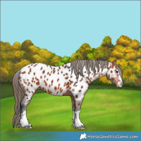 Horse Color:Bay Near Leopard 