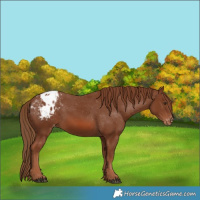 Horse Color:Chestnut Appaloosa