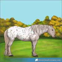 Horse Color:Chestnut Appaloosa 