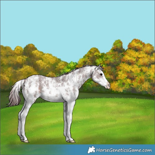 Horse Color:Chocolate Brown Sabino 
