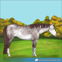 Horse Color:Chocolate Buckskin Chinchilla 