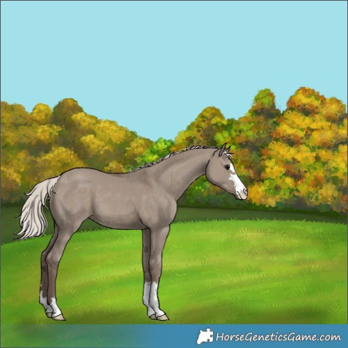 Horse Color:Silver Grullo 