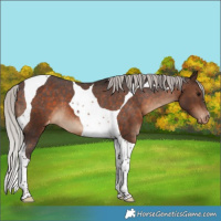 Horse Color:Silver Brown Tobiano Appaloosa 