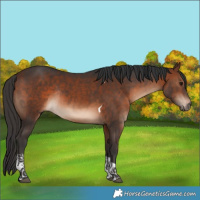 Horse Color:Bay Tobiano Rabicano