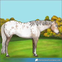 Horse Color:Gray Silver Buckskin Pearl Tobiano Appaloosa Rabicano 