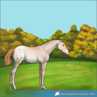 Horse Color:Buckskin Pearl Tobiano Appaloosa Rabicano 