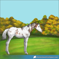 Horse Color:White Spotted Brown Sabino Splash Appaloosa 