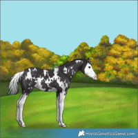 Horse Color:White Spotted Smoky Black Splash 