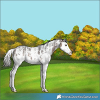 Horse Color:Brown Sabino Splash 