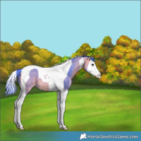 Horse Color:Watercolor Buckskin Splash Tobiano 