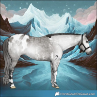 Horse Color:Gray Grullo Sabino Appaloosa 