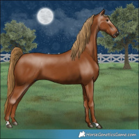 Horse Color:Gray Chestnut 