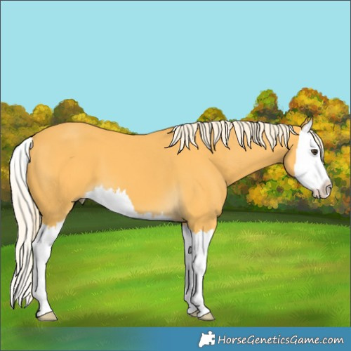 Horse Color:Palomino Splash 