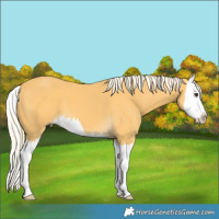 Horse Color:Palomino Splash 