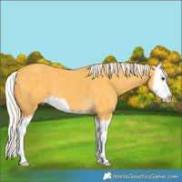Horse Color:Palomino Splash 
