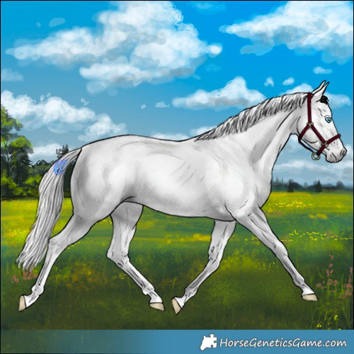 Horse Color:Gray Smoky Creme Roan Tobiano Frame Varnish 