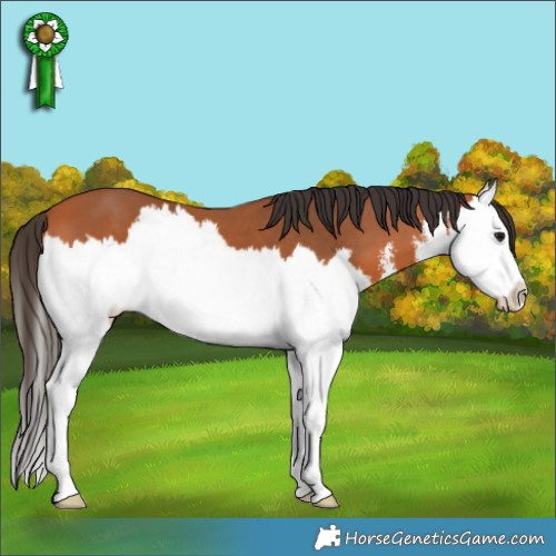 Horse Color:White Spotted Bay Splash 
