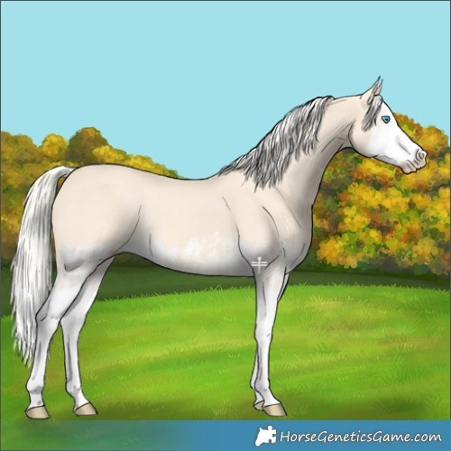 Horse Color:Cremello Splash  and Cremello Splash Rabicano 