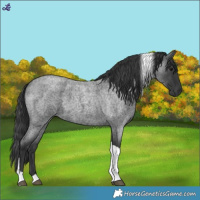 Horse Color:Blue Roan Tobiano