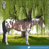 Horse Color:Liver Chestnut Sabino Tobiano Appaloosa 