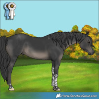 Horse Color:Black Tobiano 