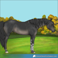 Horse Color:Black Tobiano 