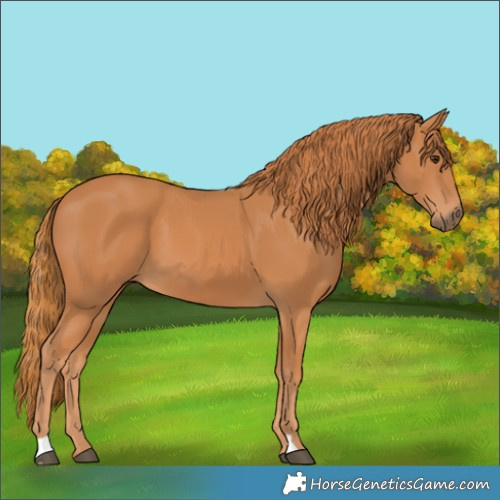 Horse Color:Chestnut 