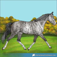 Horse Color:Grullo Sabino Splash  and Gray Grullo Sabino Splash 
