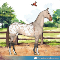 Horse Color:Bay Dun Appaloosa 