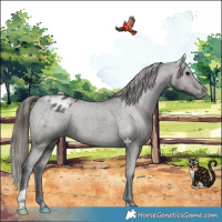 Horse Color:Grullo Appaloosa 