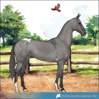 Horse Color:Grullo Appaloosa