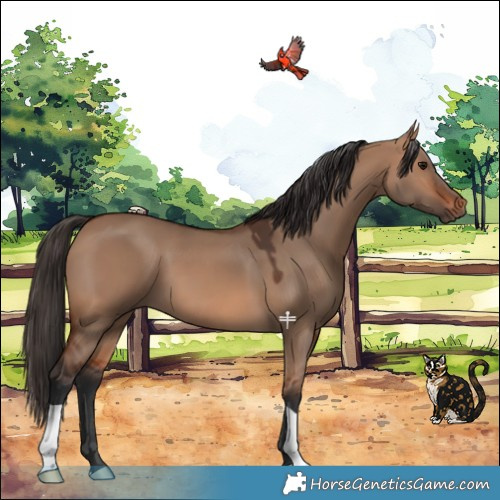Horse Color:Bay Dun 