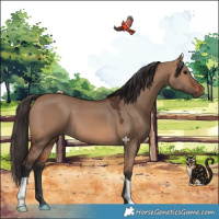 Horse Color:Bay Dun 