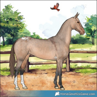 Horse Color:Bay Dun Appaloosa 