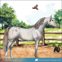 Horse Color:Bay Dun Appaloosa 