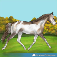 Horse Color:Liver Red Dun Onyx Frame Appaloosa 