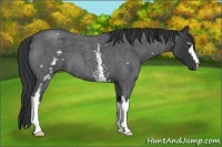 Horse Color:White Spotted Blue Roan 