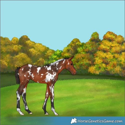 Horse Color:White Spotted Bay 