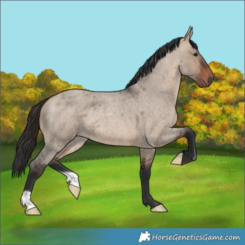 Horse Color:Brown Roan Dun 