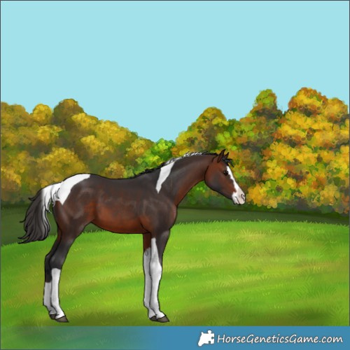 Horse Color:Bay Splash Tobiano 