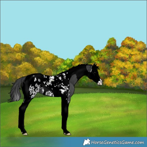 Horse Color:Black Splash Tobiano Near Leopard 