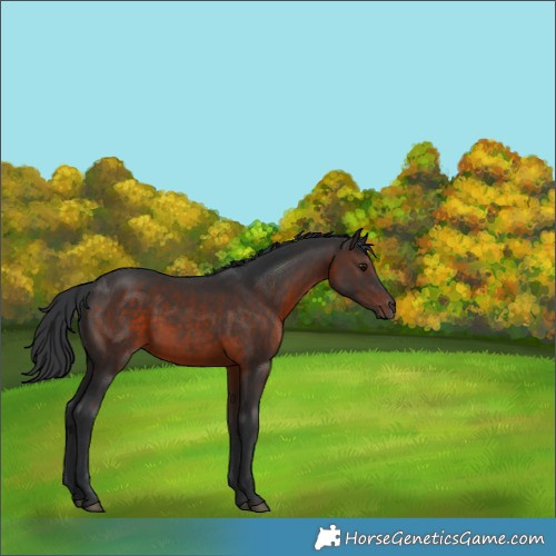 Horse Color:Brown Rabicano 