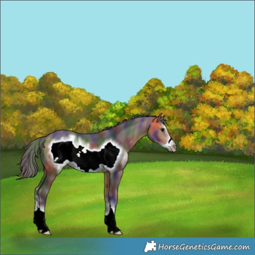 Horse Color:Nacre Buckskin Sabino Frame 