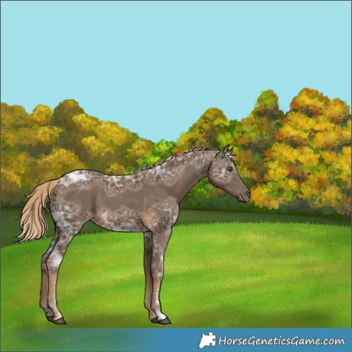 Horse Color:Chocolate Palomino Ice 