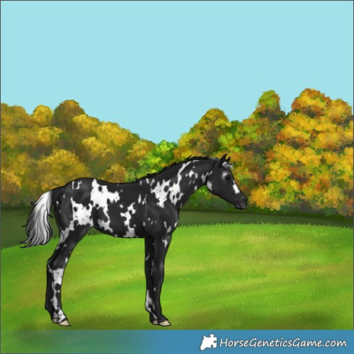 Horse Color:Gray White Spotted Smoky Black 
