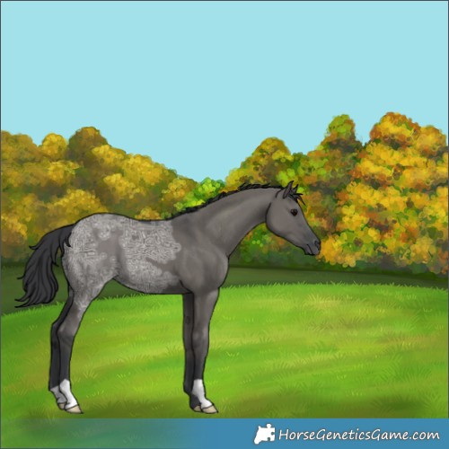 Horse Color:Grullo Ice 