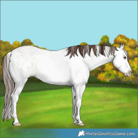 Horse Color:Classic Champagne Ice Dun Sabino Splash 